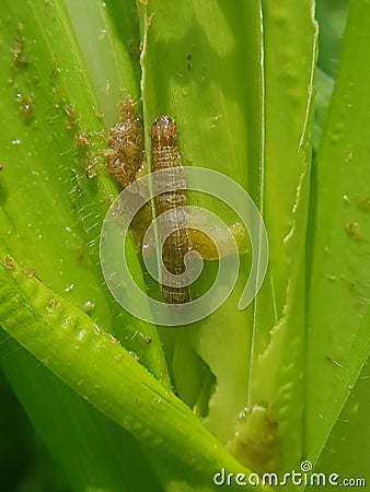 Fall armyworm on corn in Viet Nam. Stock Photo